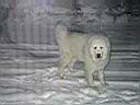 Pes_Snegovik_1.JPG